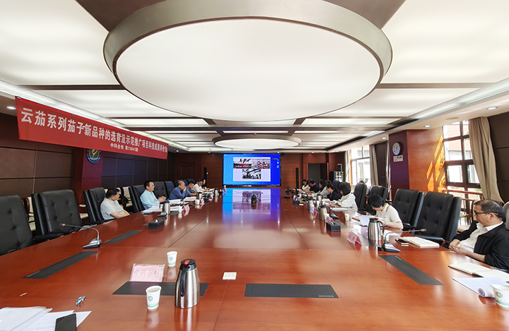 云茄系列茄子新品种的选育及示范推广 anli