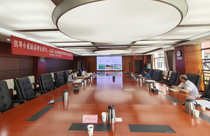 抗旱小麦新品种云麦76、云麦77的选育及应用 anli