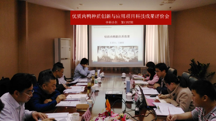 优质肉鸭3.jpg